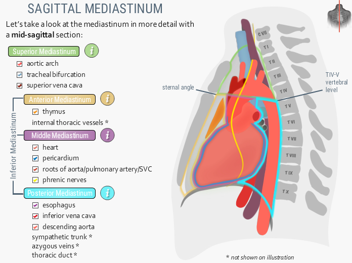 U Br Columbia Drawing Sagittal View Of The Mediastinum English   27 Sagittal Mediastinum 